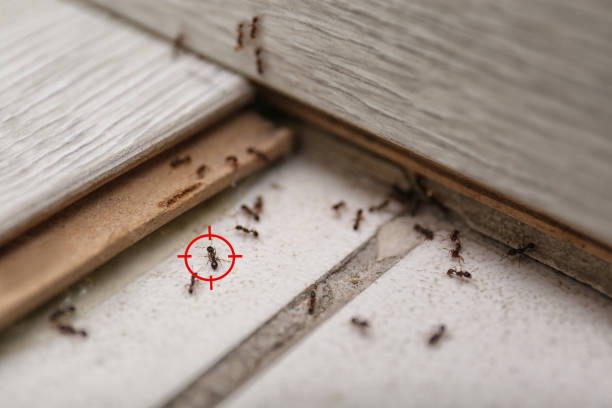 Best Affordable Pest Control Services  in Waialua, HI