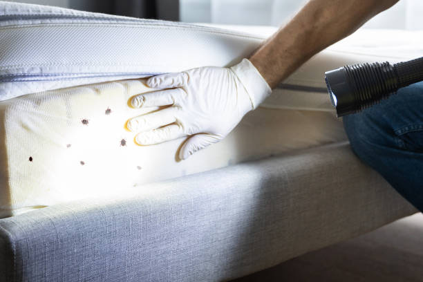 Trusted Waialua, HI Pest Control Experts
