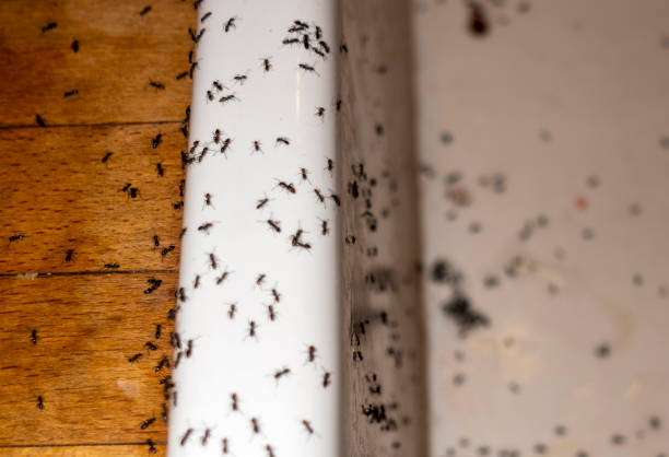 Best Best Pest Control Companies  in Waialua, HI