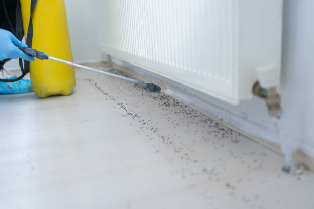 Best Local Pest Control Services  in Waialua, HI